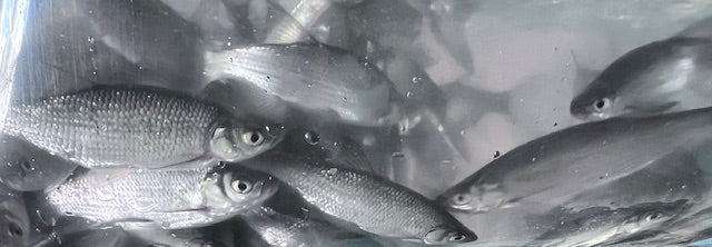 30 lbs Golden Shiners