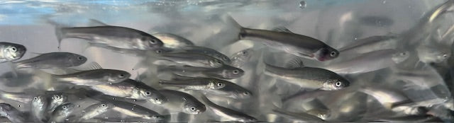 40 lbs Fathead Minnows