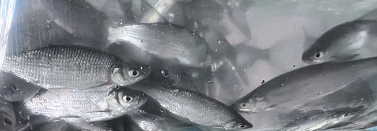 30 lbs Golden Shiners